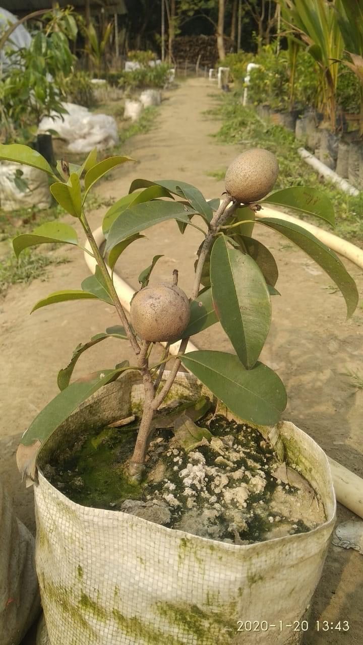 Chiku Plant ( Sapota / Chikoo Tree )