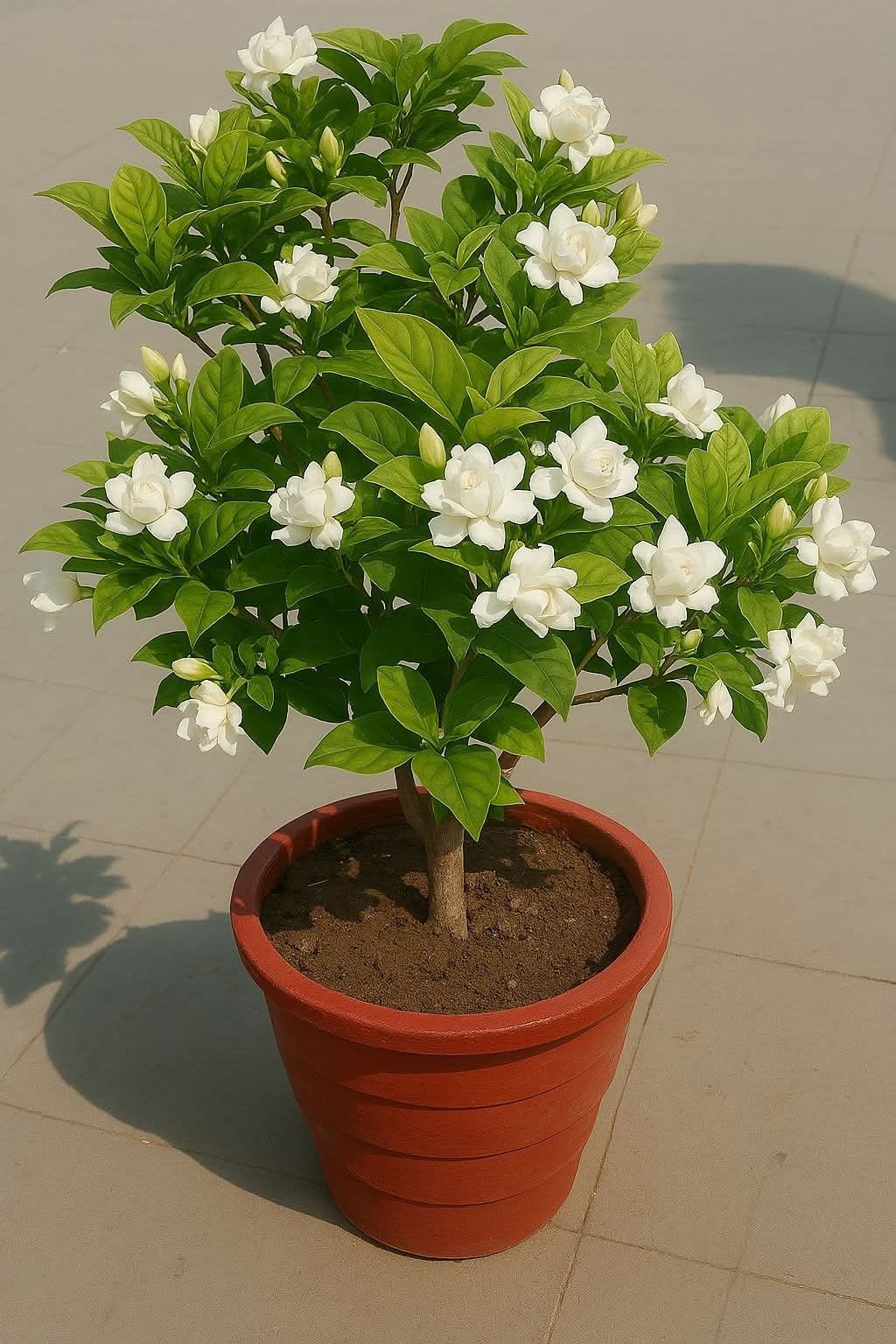 Madhukamini Plant (Murraya paniculata)